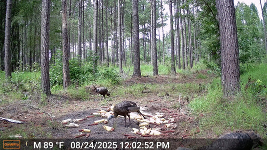 5 Proven Tips for Turkey Hunting Success(2026 Edition)