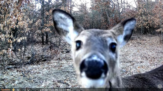 Why Is My Trail Camera Not Taking Pictures?
