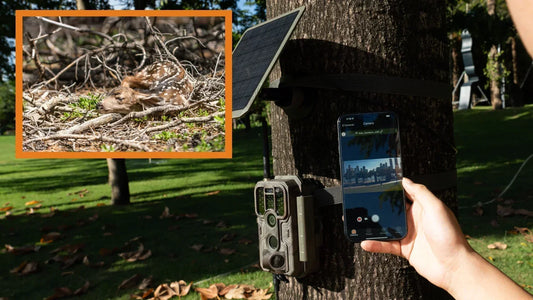 Trail Camera Recommendations with Wi-Fi Live View