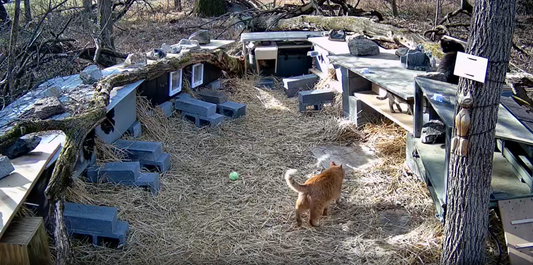 How to Monitor Feral Cat Colonies: A Real-World Case Study with Abbey Lane Cats