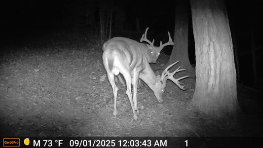 How to Find More Deer Sheds: Timing, Locations, and Proven Scouting Strategies