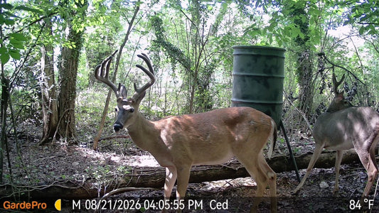 Whitetail Deer Rut Q&A