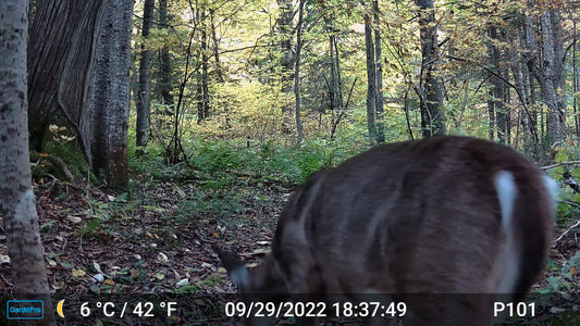 How to Scout Thick Woods When You Cannot See Far
