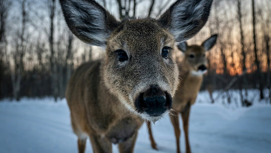 Do Deer Cameras Scare Deer? What Really Affects Deer Behavior