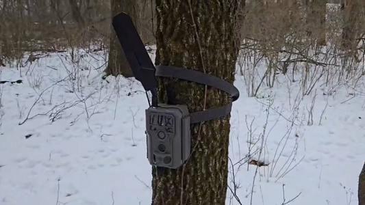 A trail camera with an antenna strapped to a tree in a snowy forest.