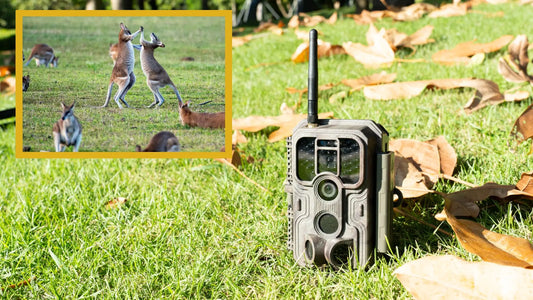 How Do Wi-Fi Trail Cameras Work?