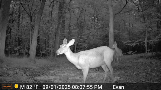 Nighttime trail camera photo of two deer standing in the woods.