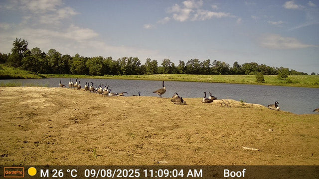 Why Did My Cellular Trail Camera Stop Sending Pictures?