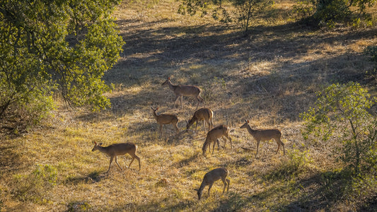 A herd of deer grazing on a sunlit, grassy hillside.