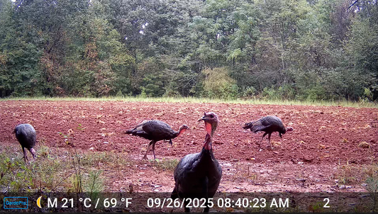 Complete Turkey Hunting Gear List (Beginner to Advanced Checklist)