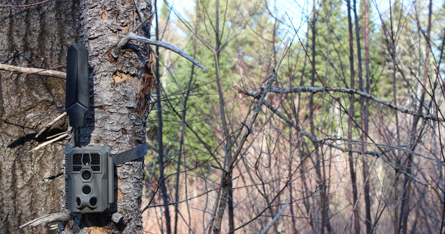 Why Cellular Trail Cameras Use More Battery Than Regular Cameras