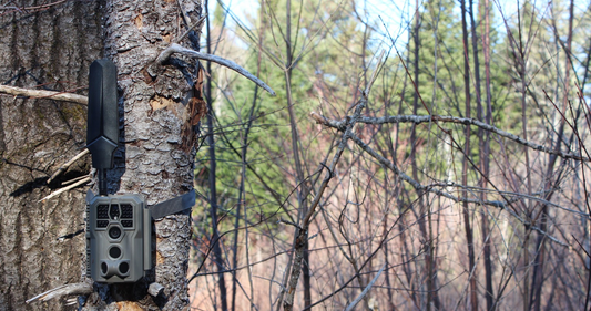 X66 Pro Max Cellular AI Trail Camera: Smarter Scouting with AI Species Recognition