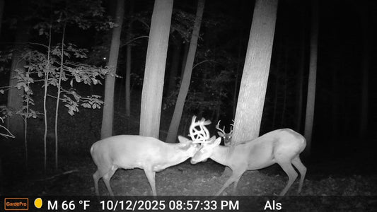 Two whitetail bucks sparring at night, captured by a GardePro night vision trail camera in a forest.
