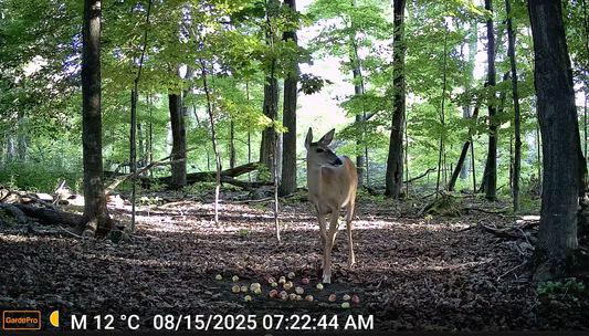 How Trail Cameras Capture Images