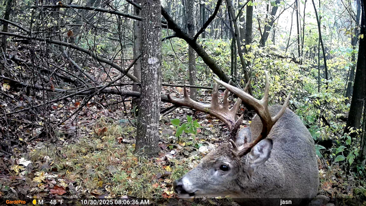 Is the 2026 Whitetail Rut Starting? What Your Trail Cameras Can Tell You