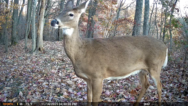 Daytime trail camera photo of a whitetail doe standing in an autumn forest.