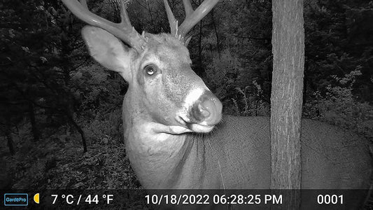 Close-up of a whitetail buck captured by a GardePro night vision trail camera in a forest.