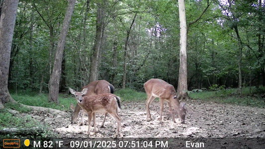 What Do White Tailed Deer Eat?