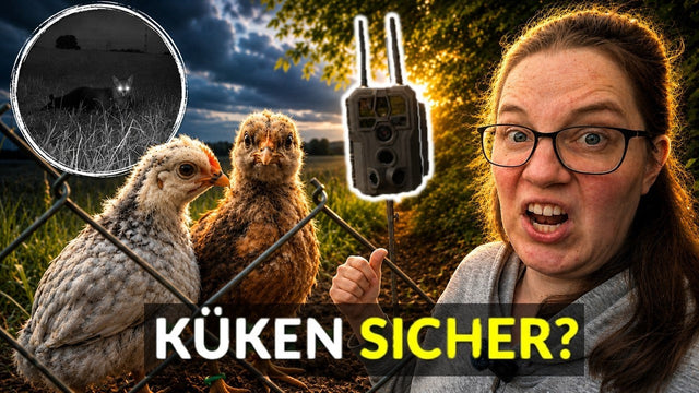 Fox Alert! 🚨 Protect chickens and chicks with the GardePro trail camera 🦊