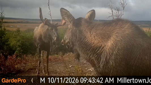 Best Trail Camera for Private Land Hunting