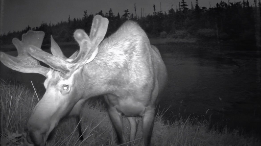 Low Glow vs No Glow Trail Cameras: 850nm vs 940nm Explained