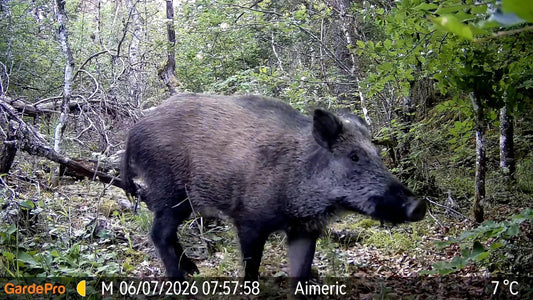 How to Hunt Hogs at Night