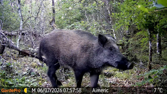 How to Hunt Hogs at Night