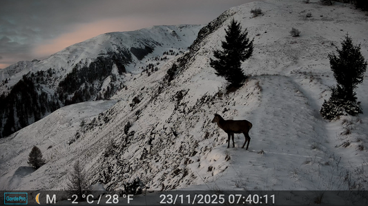 Best Trail Camera Locations for Hunting and Wildlife Monitoring