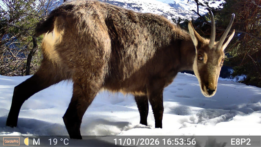 Chamois walking across a snow-covered clearing, captured by a trail camera in sharp detail