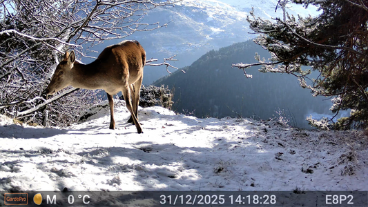 Why Trail Camera Videos Look Worse Than Photos
