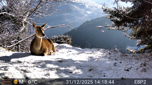 AI Trail Camera vs. Standard: Is the "Smart" Upgrade Worth It?