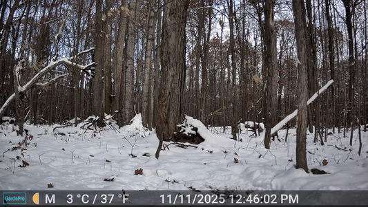 Why Your Trail Camera Keeps Taking Pictures of Nothing (And How to Fix It)