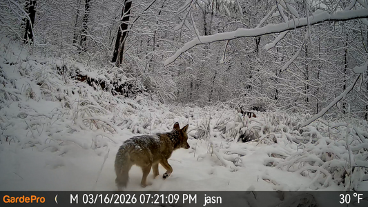 A coyote walking through a snowy forest.