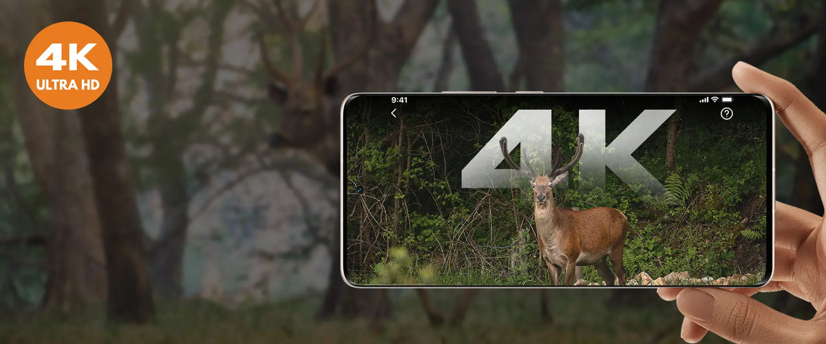 4K Ultra HD footage of a deer captured by GardePro E5 2.0 non-cellular trail camera, displayed on a smartphone