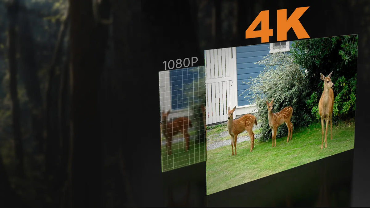 4K Ultra HD vs 1080P image quality comparison of deer, captured by GardePro E6 2.0 Pro WiFi trail camera