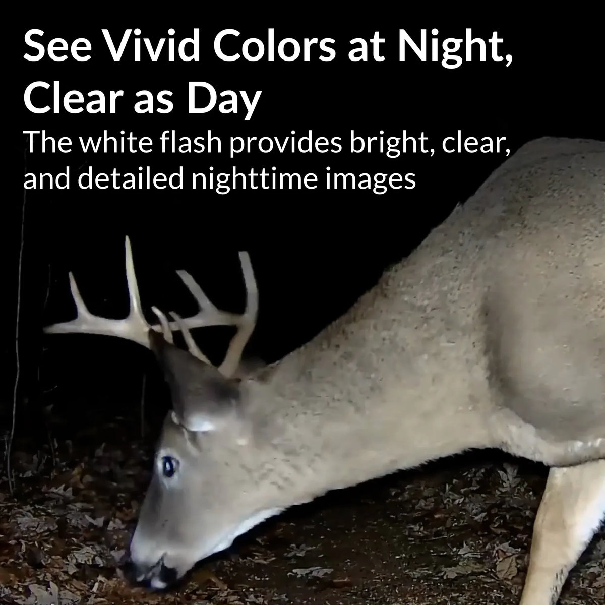 Buck at night captured in color by GardePro E9P White Flash WiFi trail camera with bright and detailed white flash.