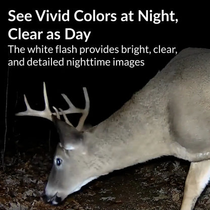 Buck at night captured in color by GardePro E9P White Flash WiFi trail camera with bright and detailed white flash.