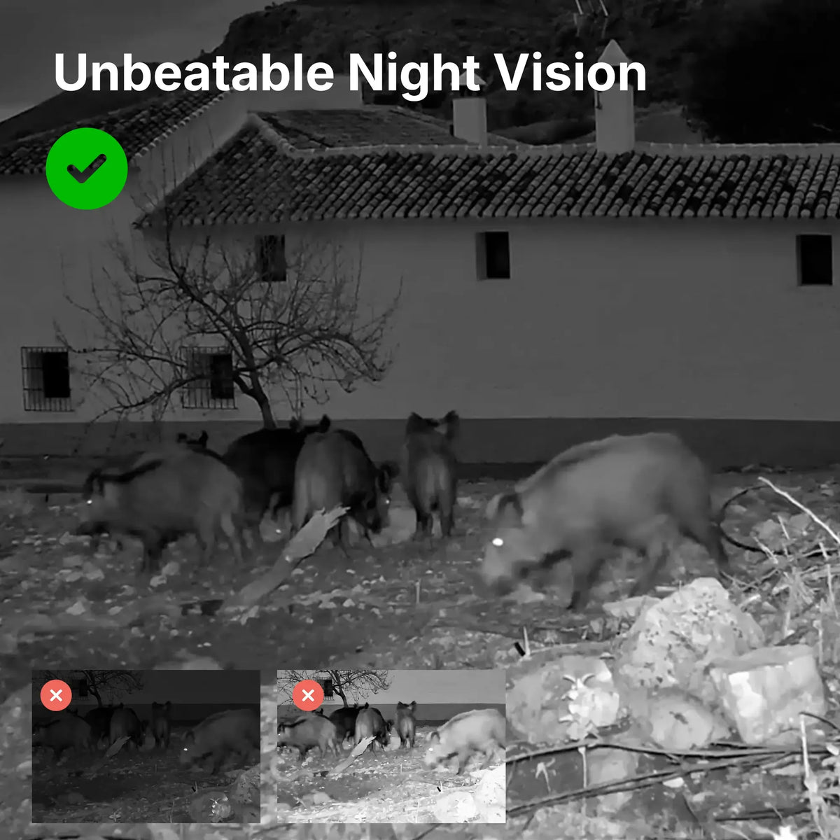 Wild boars captured at night by the GardePro E7 WiFi trail camera, showing clearer night vision than other lower-quality infrared images.