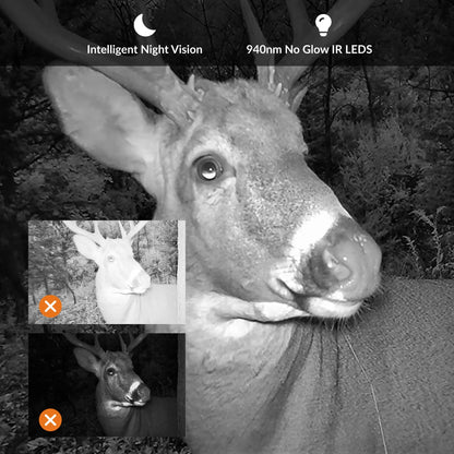 Whitetail buck captured by GardePro X20 cellular trail camera using 940nm no-glow IR LEDs, showcasing intelligent night vision