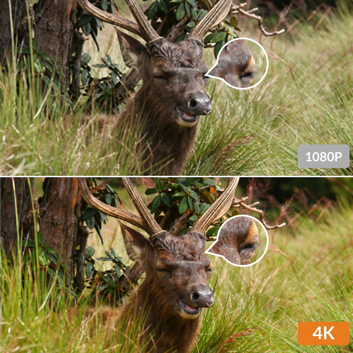 GardePro A80 Wi-Fi trail camera captures stunning 64MP resolution with f/1.6 lens aperture, ensuring clarity in low light, making it the best Wi-Fi trail cam.