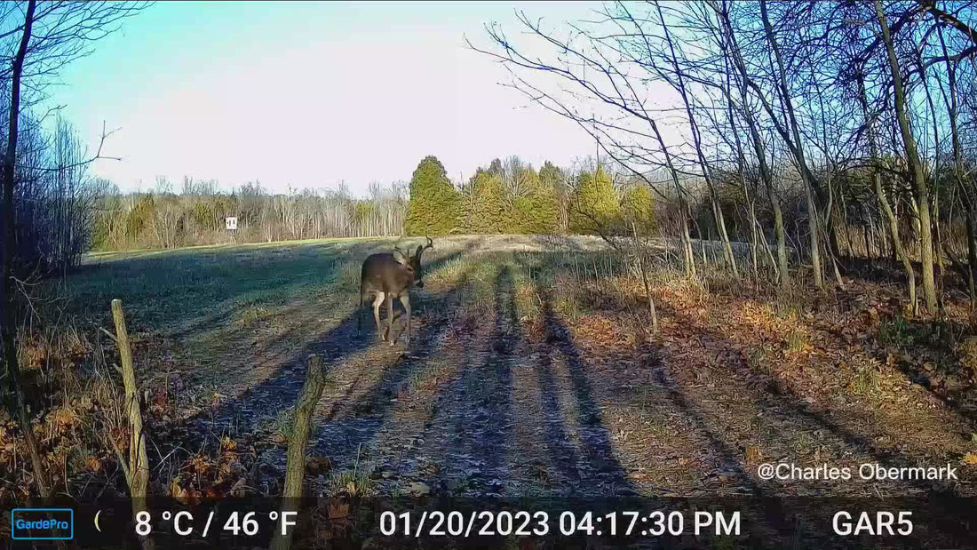 Load video: GardePro WiFi Trail Camera E6 1296 HD Video