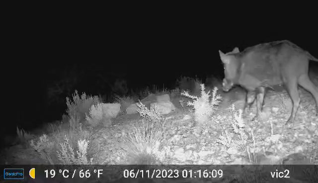 Load video: Cellular game camera, the best cellular trail camera, features a 940nm no-glow infrared LED for enhanced stealth and theft reduction. 