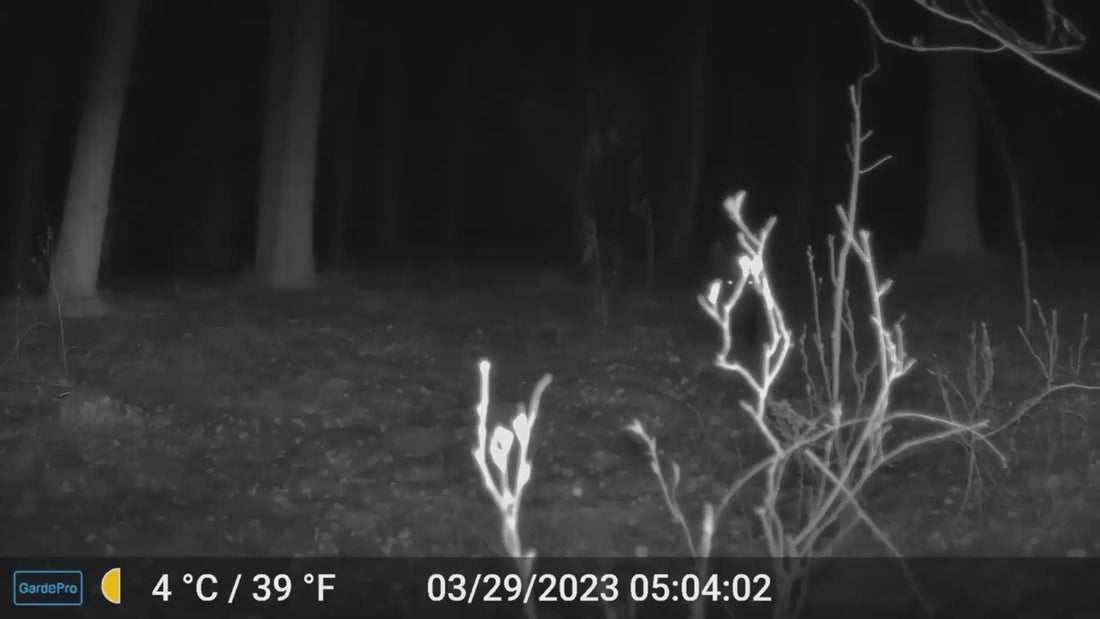 Load video: GardePro E9P Wi-Fi trail camera captures clear, glow-free night videos with unique imaging algorithms, making it the best outdoor trail camera.
