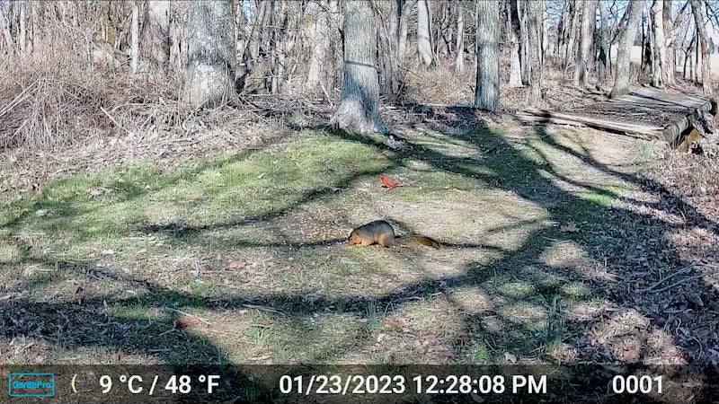 Load video: GardePro Trail Cameras A5WF with White Flash