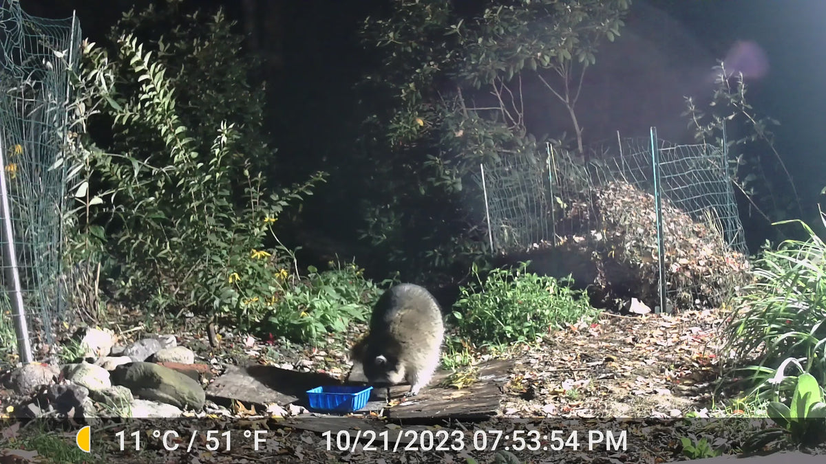Load video: GardePro WiFi Trail Camera E8PWF With White Flash &amp; Rechargeable Battery &amp; 32G Built-in Memory SD Card