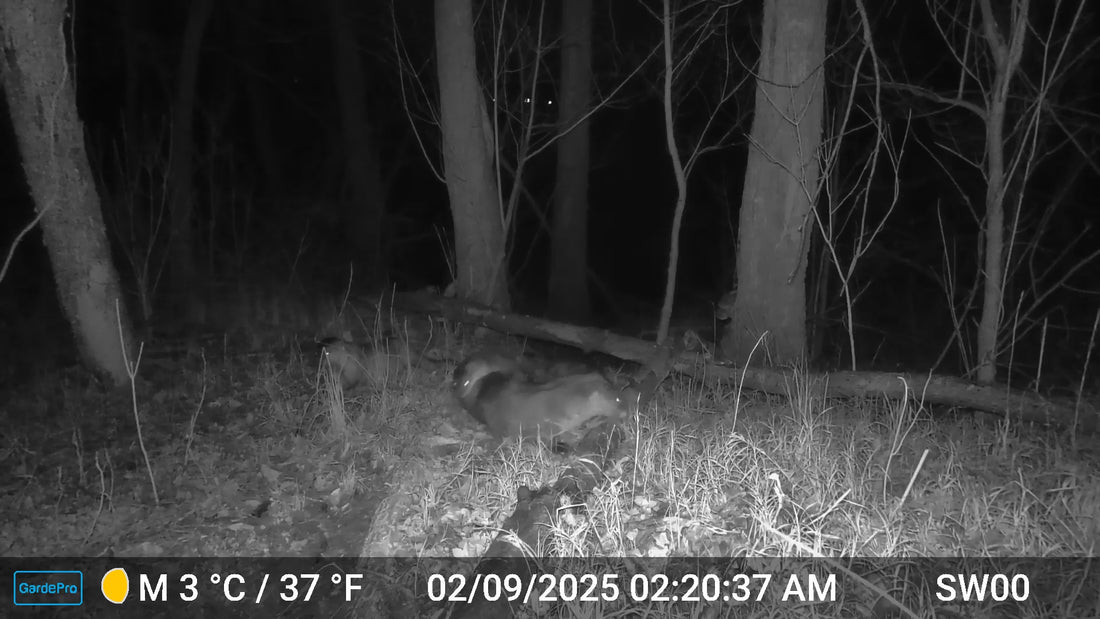Load video: GardePro X60P Live Max Cellular Trail Camera Night Vision  Video