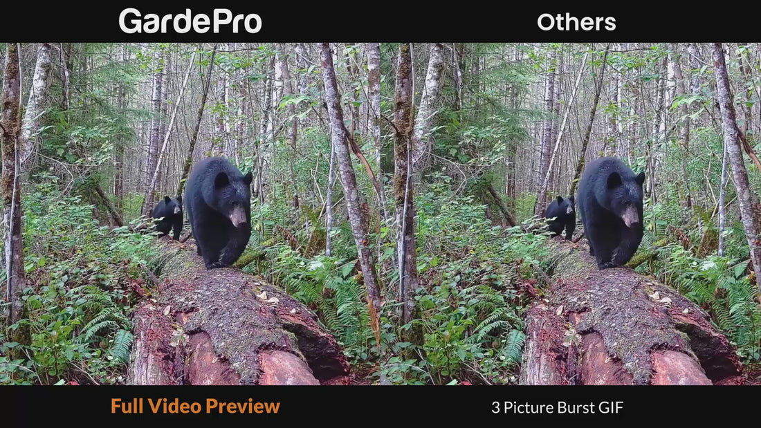 Load video: GardePro X60P Live Max Cellular Trail Camera's Lite Video feature offers a full video preview, allowing you to quickly assess footage and decide whether to download the HD version, enhancing efficiency and accuracy.