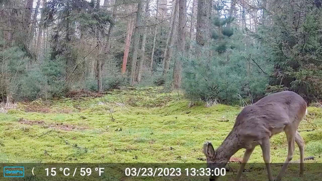 Load video: With stunningly clear photos and videos, GardePro E9P Wi-Fi trail camera offers superior imaging.