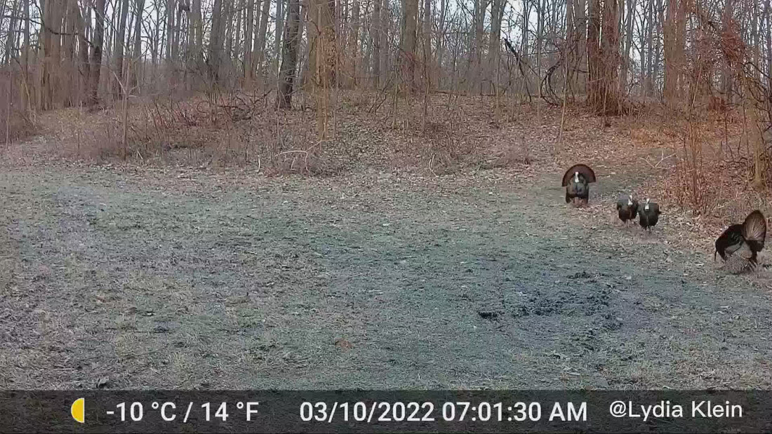 Load video: GardePro Cellular Trail Cameras A3S With Sony Starvis
