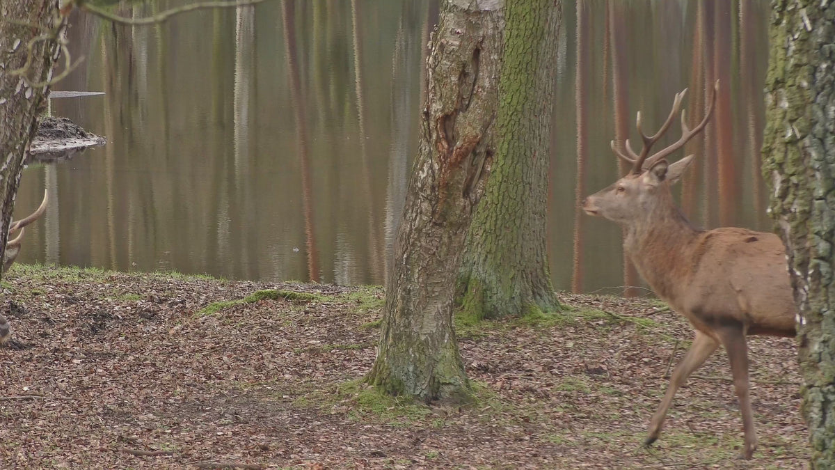 Video laden: 